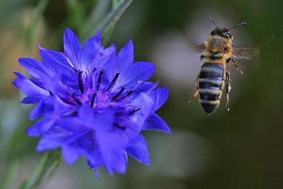 Bachelor Button and Bee