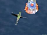 Colibri