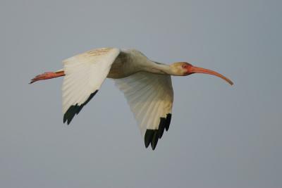 White Ibis