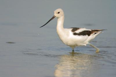 American Avocet