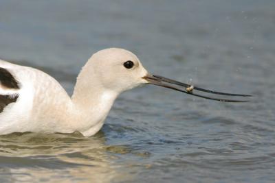 American Avocet