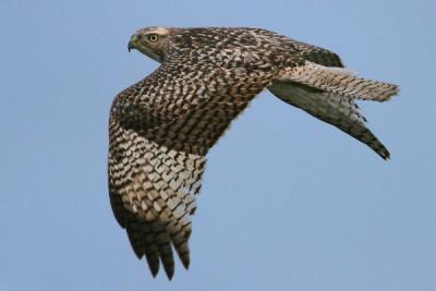 Red-tailed Hawk