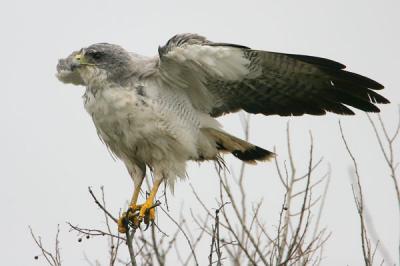 White-tailed Hawk