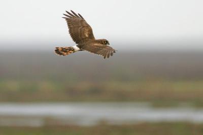 Northern Harrier