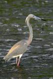 Tricolored Heron
