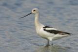 American Avocet