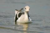 American Avocet