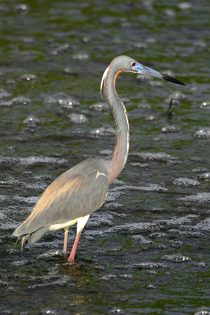 Tricolored Heron