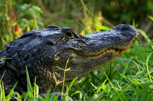 American Alligator