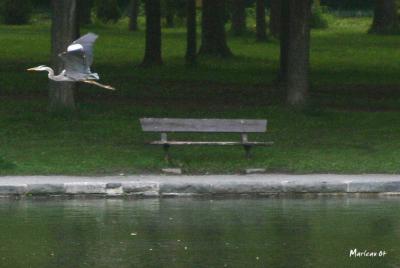 GrandHeron0088ab.jpg