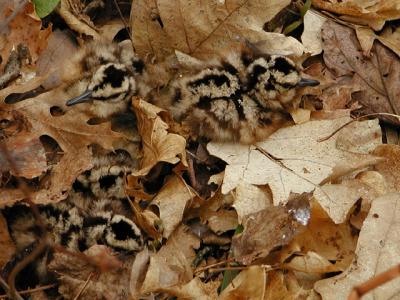 Young Chicks