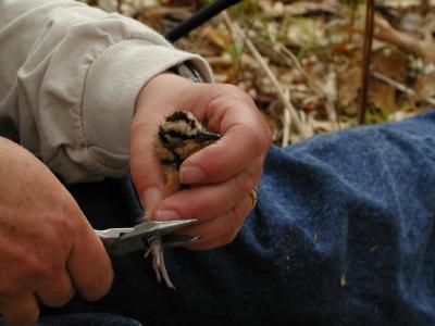 Banding a Younger Chick