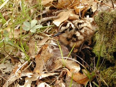 Cute Chick in Natural Setting