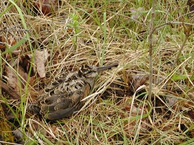 Banded and Released