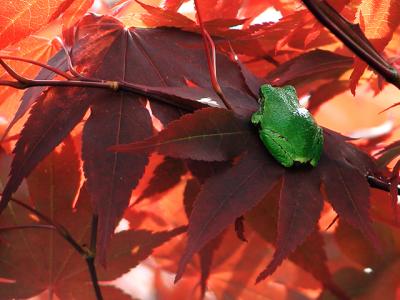 Tree Frog