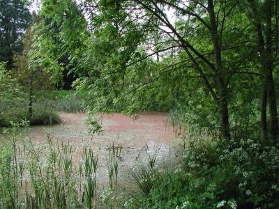 Ecchinswell village pond near old palmers yard