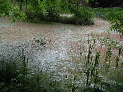 village pond