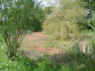 village pond may 2004