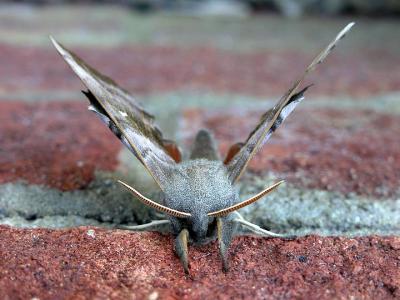 Moth taken looking down