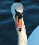 Swan 06