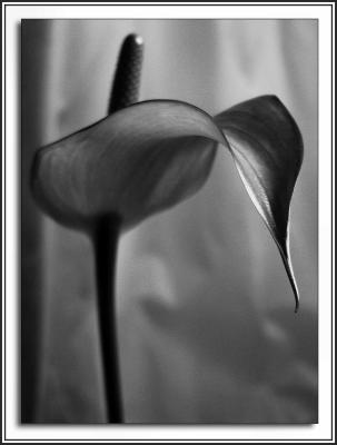 flower black and white with border1.jpg