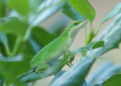Green Anole, female