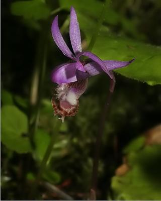 orchid3647.jpg