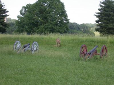 Deer Waiting