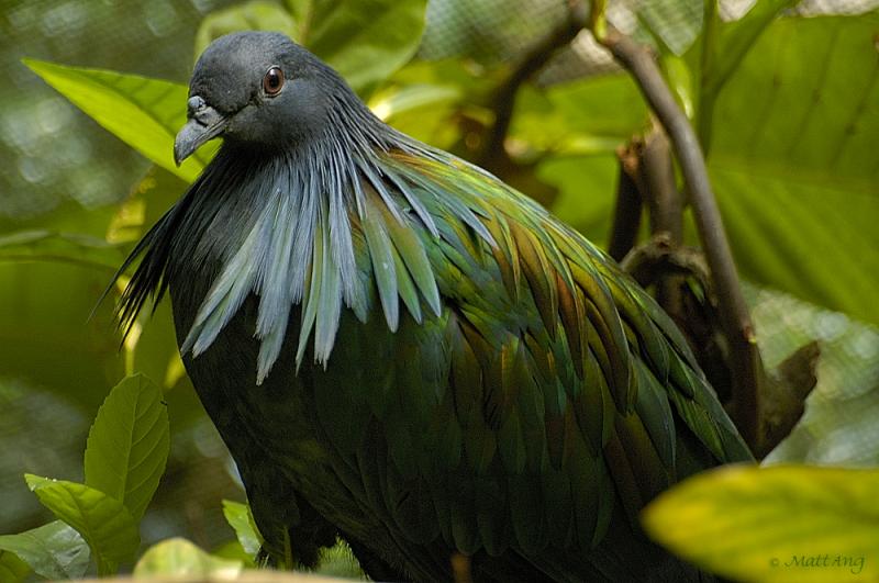 Bird in Butterfly Enclosure