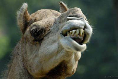Camel (Grinning)