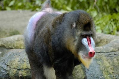 Male Mandrill (crouched)