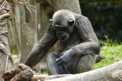 Old Silver-Haired Chimp