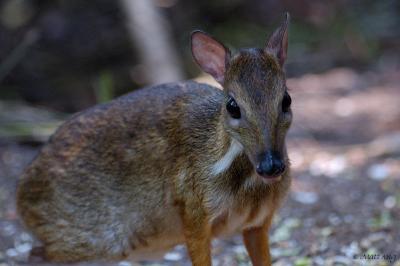 Mousedeer