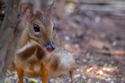 Mousedeer Again