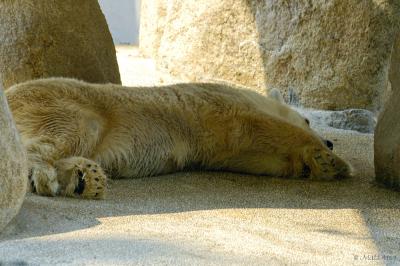 Sleeping Polar Bear