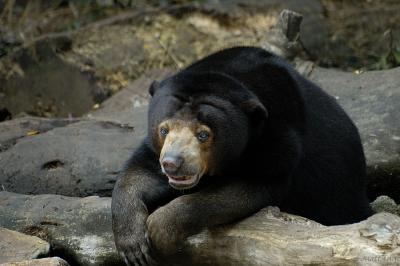 Tired Sun Bear