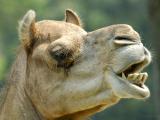 Camel (Laughing)