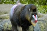 Male Mandrill (crouched)
