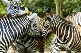 Zebra - Black on White or White on Black