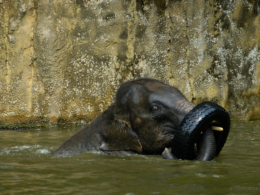 Elephant with Lifesaver