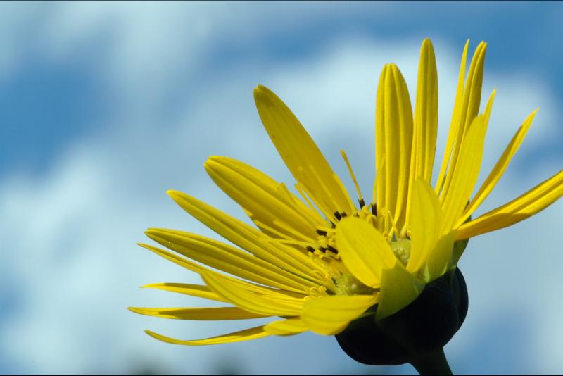 YetNutherSunflowerSky.jpg