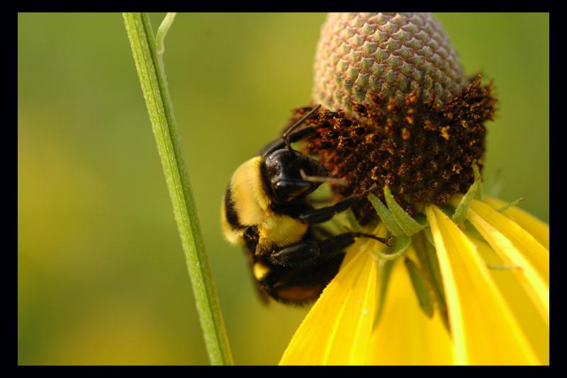 Bee on flower 6.27.04.jpg