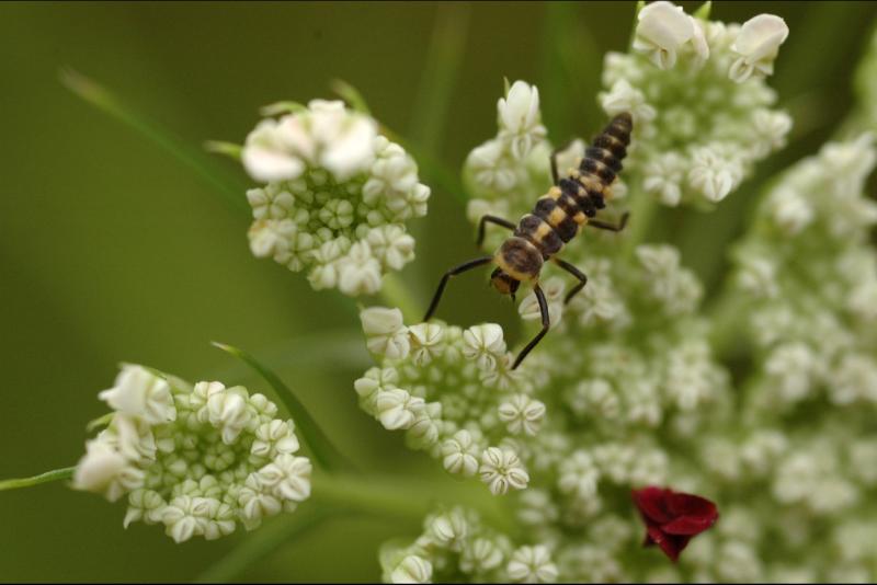 BugOnOpeningUmbel.jpg