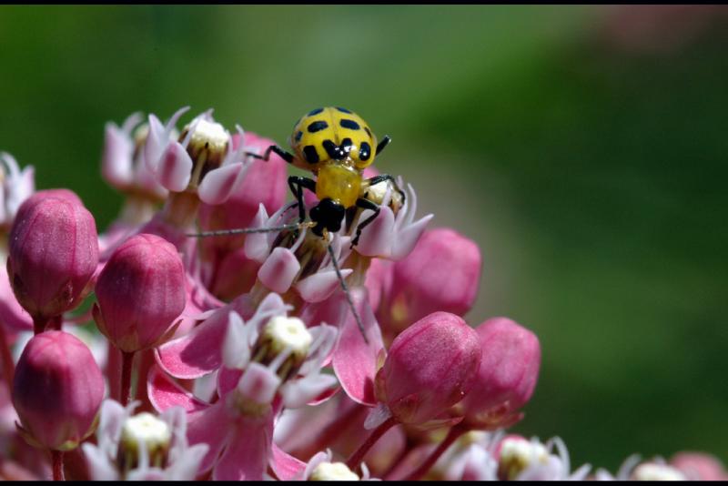 YellowLadybugMilkweed.jpg