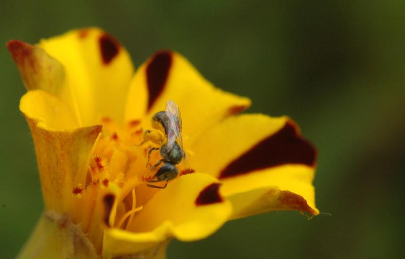 BeeOnZinnia iii.jpg