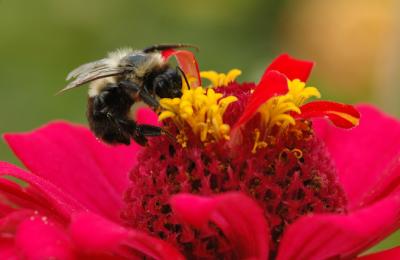 Bee On Zinnia.jpg