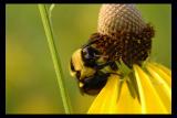Bee on flower 6.27.04.jpg