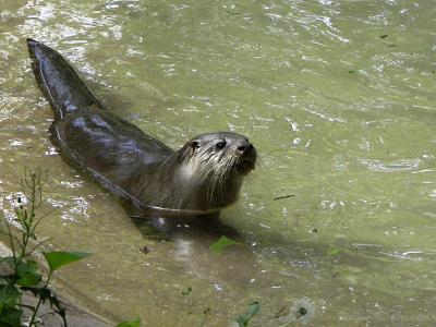 u45/demorcan/medium/28999384.RiverOtter.jpg