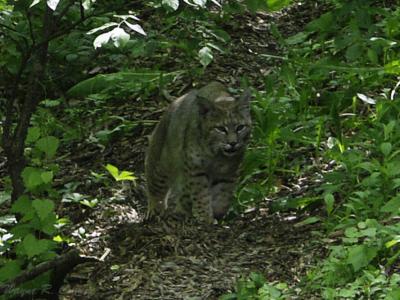 Prowling Bobcat.jpg