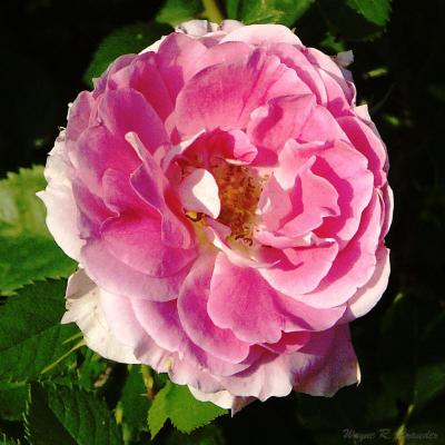 Rose 5-16-04.jpg